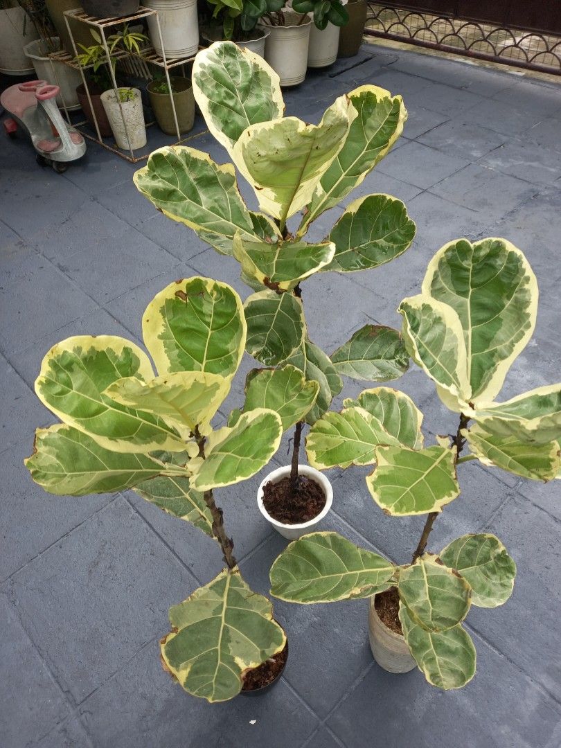 Varigated Fiddle Leaf (Category: Plants & Seeds) located in Quezon City. Submitted by one.thin9.less (Listing ID 1370095866, Image 1). Description: 3 pots available Batasan Hills QC.