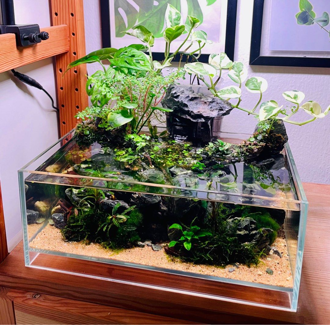Water live plants Aquarium feature (Category: Homes & Other Pet Accessories) located in Singapore. Submitted by tropicube (Listing ID 1378148745, Image 2). Description: Low maintenance, suitable for beginners. What’s included: ✅ Glass Tank(various sizes) ✅ Filter / Pump ✅ LED lamp to sustain plants ✅ All live Plants/Wood/Rocks/Bonsai/Waterfall ✅ Tropica or ADA Aquasoil ✅ ADA additives for a premium cycling beneficial bacteria colony ✅ Natural San