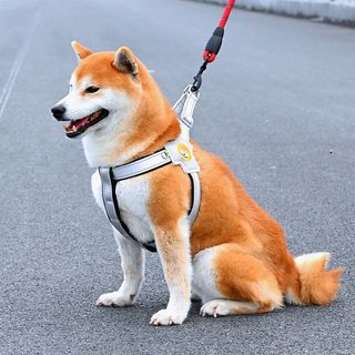 由 xxamaaxx_ (刊登 ID 1381846978，圖片 1) 提交，位於 的 (類別：)，說明：。