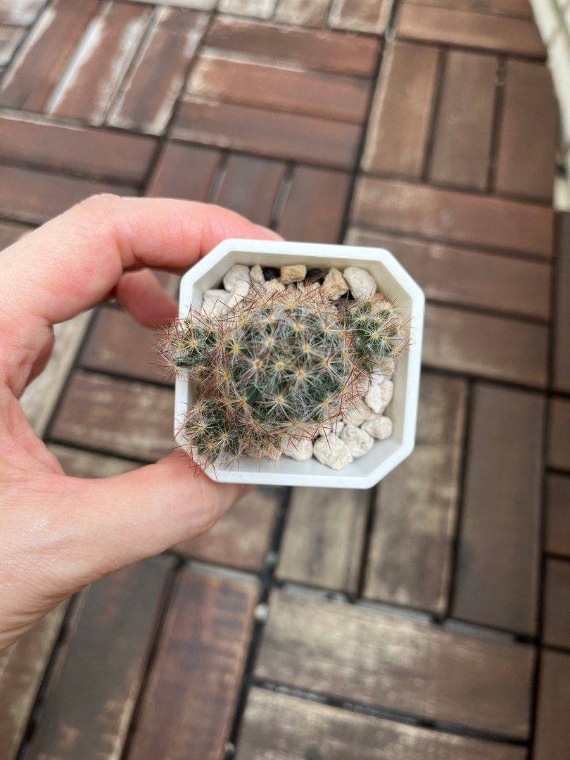 由 winreal (刊登 ID 1381736902，圖片 3) 提交，位於 台南市 (Tainan) 的 松霞 2寸盆 多肉植物 仙人掌 (類別：植物及種子)，說明：松霞 種子實生 兩寸盆持續長大中。