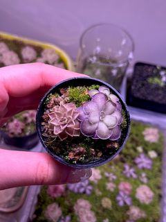 （分類：）位於 。 由 hkpingshk 提交（商品編號 1381768115，圖片 1）。簡介： 。