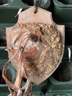 (Category: ) located in . Submitted by epiphyter (Listing ID 1381743870, Image 1). Description: .