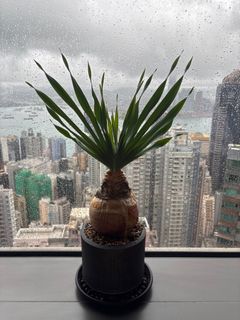 （分類：）位於 。 由 happytree_023063 提交（商品編號 1381783290，圖片 1）。簡介： 。