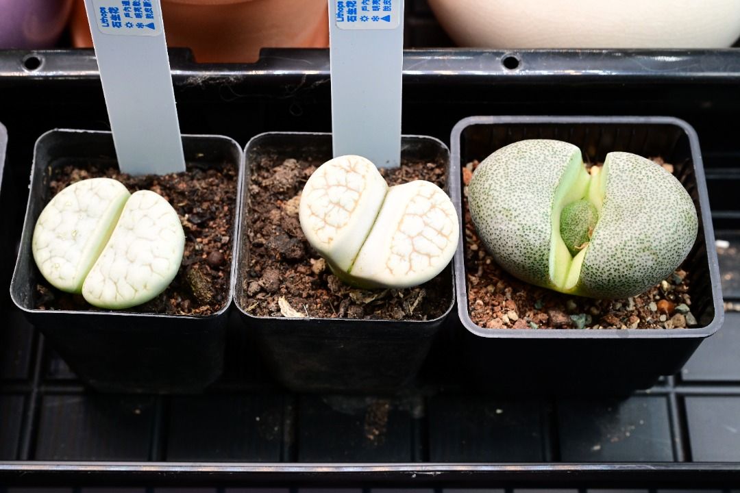 生石花 Lithops / 塊根植物 Caudex / 龜甲龍、索馬里葡萄甕、念珠橄欖都有賣架, 傢俬＆家居, 園藝, 植物及種子 ...