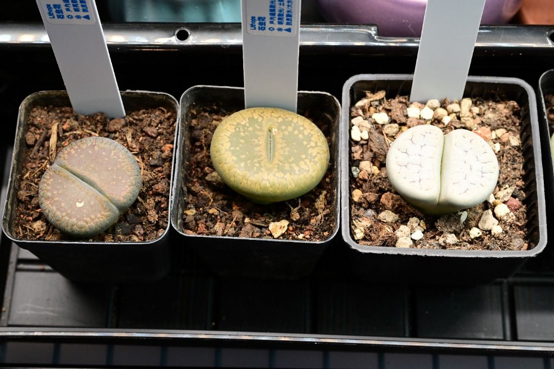 生石花 Lithops / 塊根植物 Caudex / 龜甲龍、索馬里葡萄甕、念珠橄欖都有賣架, 傢俬＆家居, 園藝, 植物及種子 ...