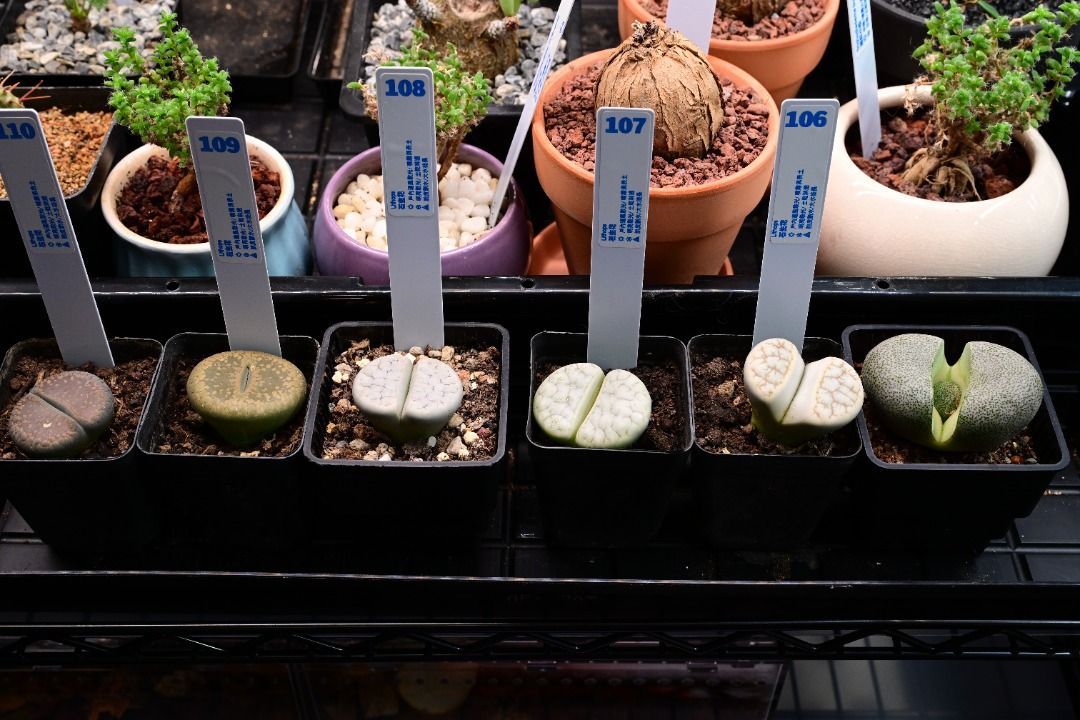 生石花 Lithops / 塊根植物 Caudex / 龜甲龍、索馬里葡萄甕、念珠橄欖都有賣架, 傢俬＆家居, 園藝, 植物及種子 ...
