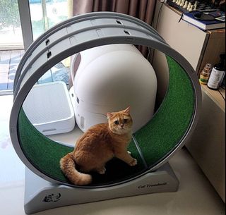 (Category: ) located in . Submitted by chiffon711 (Listing ID 1381820683, Image 1). Description: .