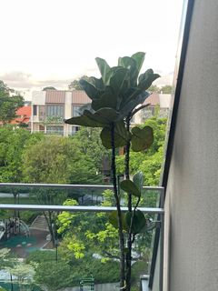 (Category: ) located in . Submitted by sanbisoomin (Listing ID 1381778011, Image 1). Description: .