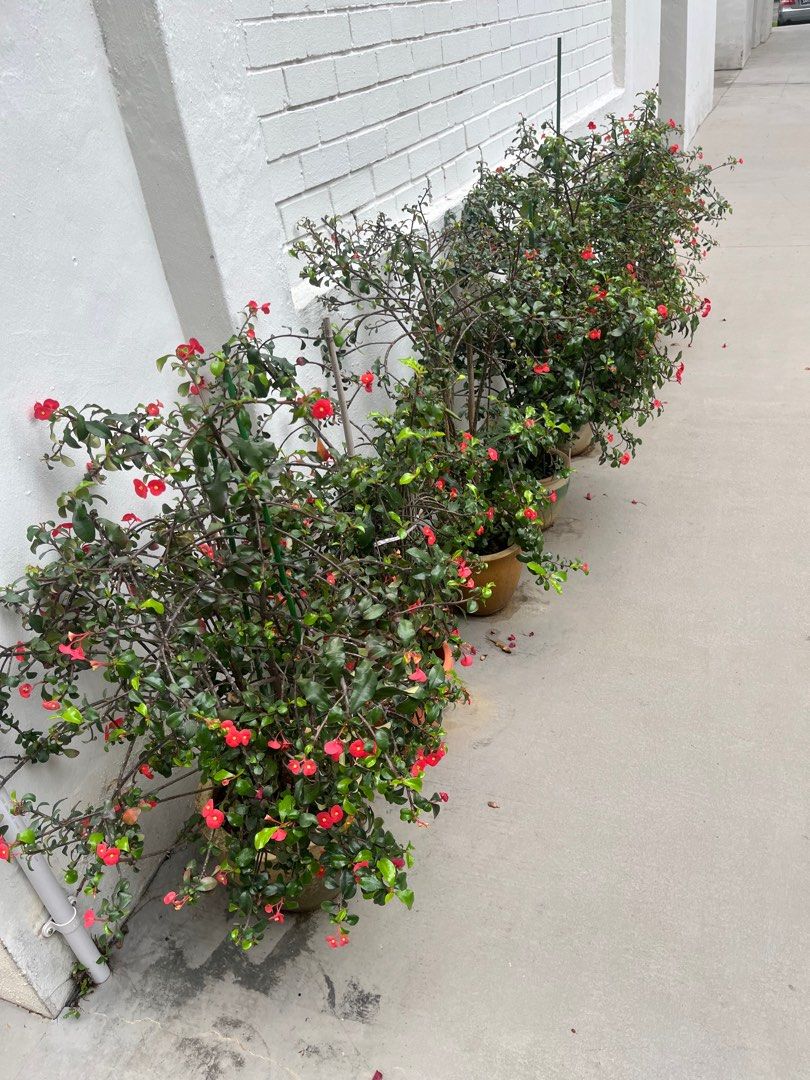 Flowers64885054148738113