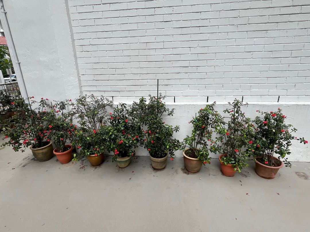 Flowers64885054148738111