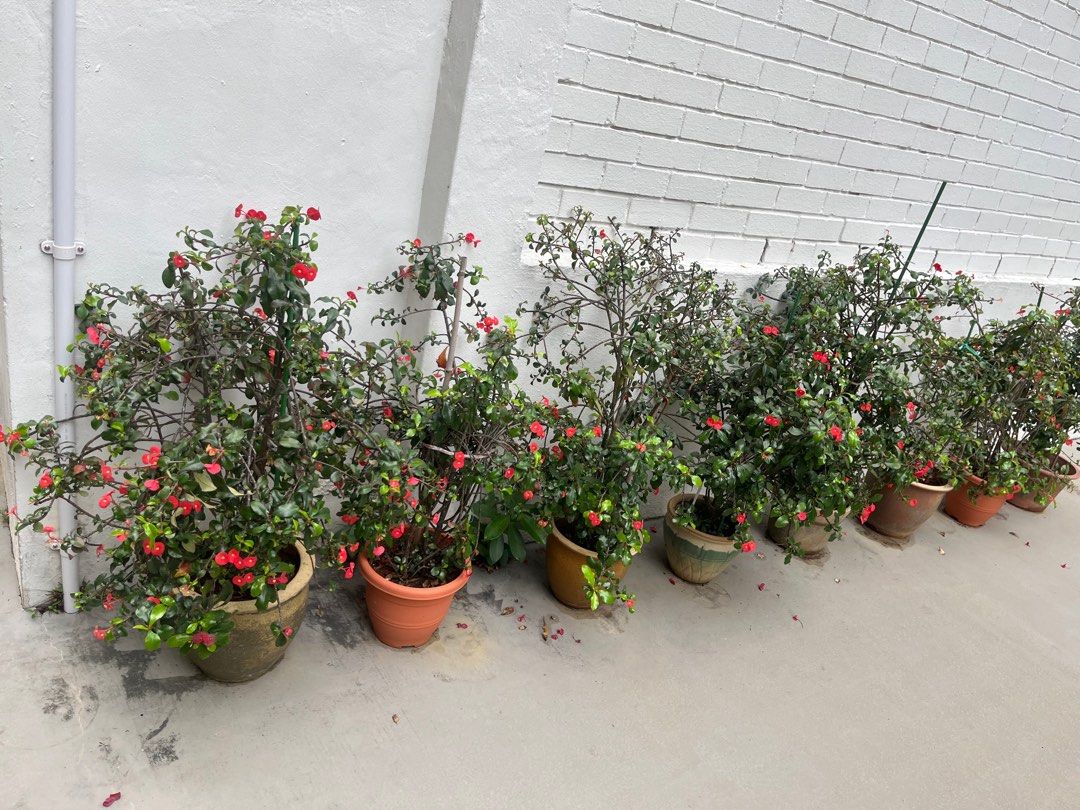 Flowers64885054148738112