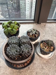 （分類：）位於 。 由 happytree_023063 提交（商品編號 1381786249，圖片 1）。簡介： 。