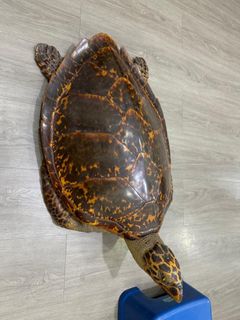 (Kategori: ) berada di . Dikirim oleh syakirrmdh38511 (ID iklan 1381787922, Gambar 1). Deskripsi: .
