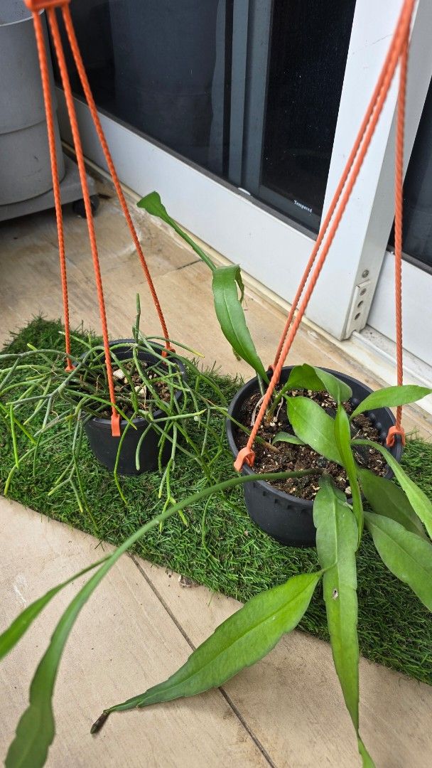 Plant bundle 164885054428673110