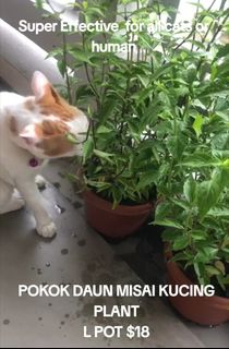 (Category: ) located in . Submitted by petstyle888 (Listing ID 1381707970, Image 1). Description: .