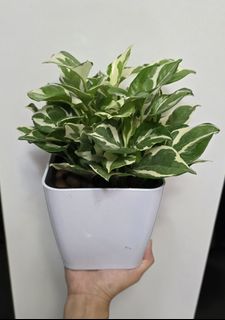 (Category: ) located in . Submitted by urban.cultivar (Listing ID 1381806157, Image 1). Description: .