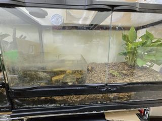 （分類：）位於 。 由 royalvoyager 提交（商品編號 1381884891，圖片 1）。簡介： 。