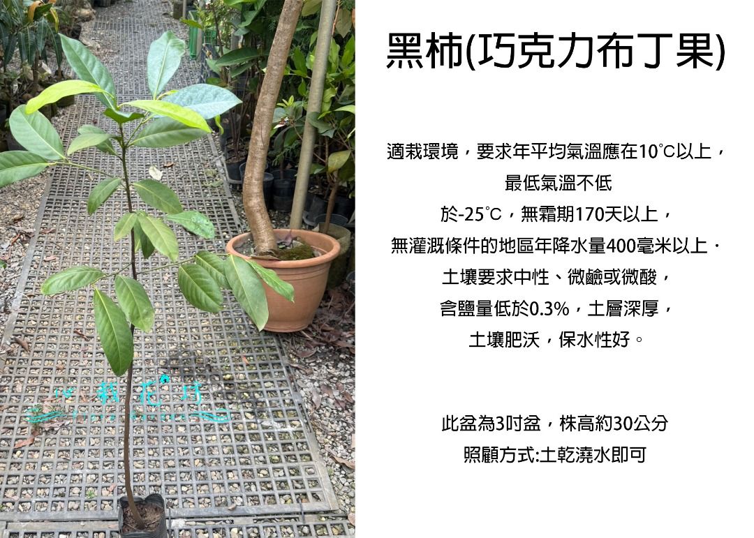 由 floragarden2017 (刊登 ID 1382091115，圖片 1) 提交，位於 彰化縣 (Changhua) 的 心栽花坊-黑柿/巧克力布丁果/口感特殊/水果苗/實生苗/售價180特價150 (類別：盆栽)，說明：。