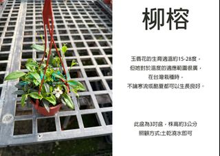 由 floragarden2017 (刊登 ID 1382090387，圖片 1) 提交，位於 的 (類別：)，說明：。