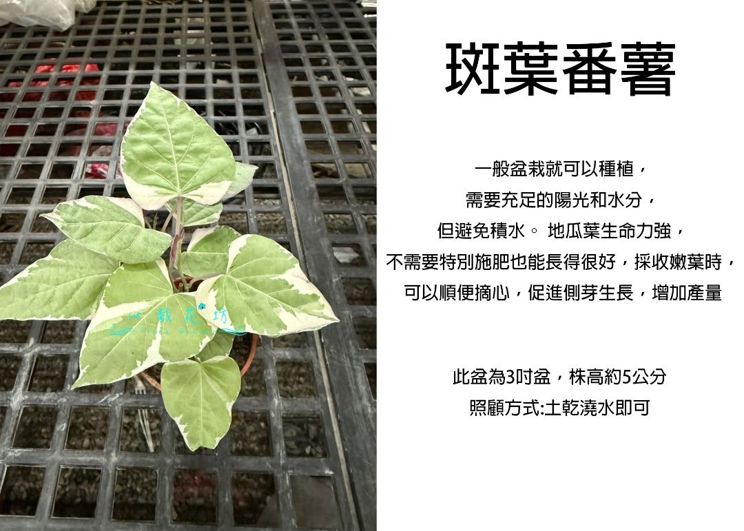 由 floragarden2017 (刊登 ID 1382090597，圖片 1) 提交，位於 彰化縣 (Changhua) 的 心栽花坊-斑葉地瓜葉/斑葉番薯/斑葉地瓜/可吃/3吋盆/蔓性/藤本/爬藤/售價120特價100 (類別：盆栽)，說明：。