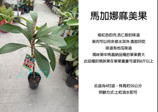 由 floragarden2017 (刊登 ID 1382091345，圖片 1) 提交，位於 的 (類別：)，說明：。