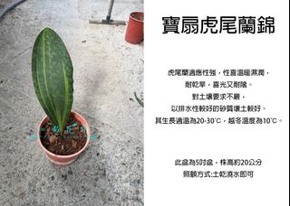 由 floragarden2017 (刊登 ID 1382090691，圖片 1) 提交，位於 的 (類別：)，說明：。
