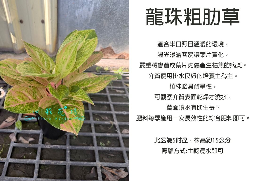 由 floragarden2017 (刊登 ID 1382089491，圖片 1) 提交，位於 彰化縣 (Changhua) 的 心栽花坊-龍珠粗肋草/粗勒草/5吋盆/觀葉植物/室內植物/售價400特價350 (類別：盆栽)，說明：。
