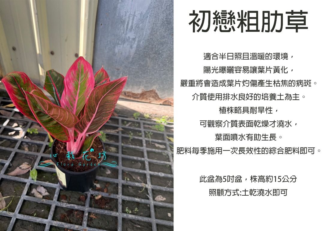 由 floragarden2017 (刊登 ID 1382089362，圖片 1) 提交，位於 彰化縣 (Changhua) 的 心栽花坊-初戀粗肋草/粗勒草/5吋盆/觀葉植物/室內植物/售價400 (類別：盆栽)，說明：。