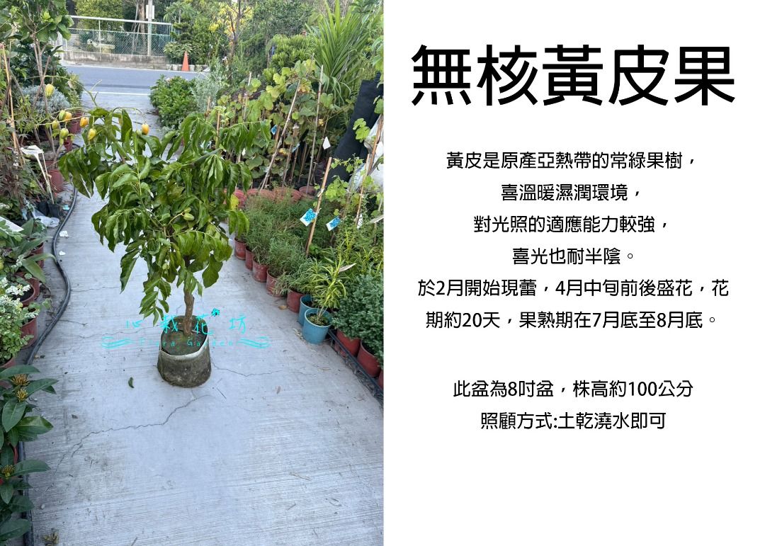 由 floragarden2017 (刊登 ID 1382092722，圖片 2) 提交，位於 彰化縣 (Changhua) 的 心栽花坊-甜黃皮果/無核黃皮果/無籽黃皮果/8吋/嫁接苗/水果苗/售價1500特價1200 (類別：盆栽)，說明：。