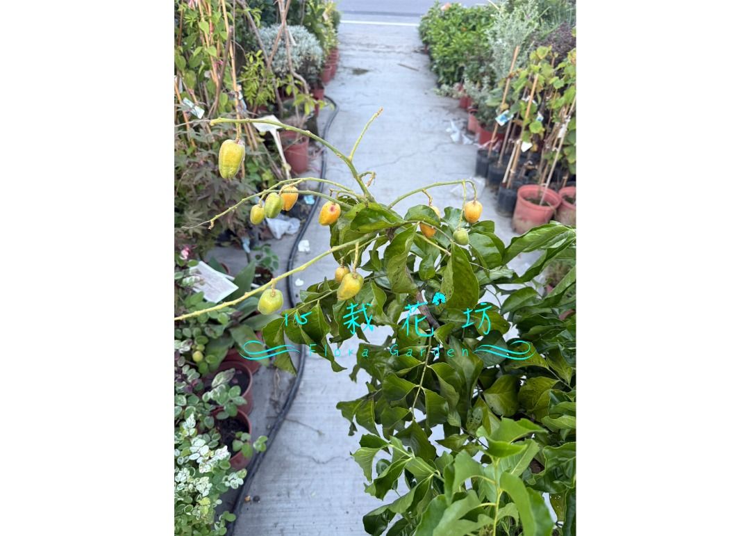 由 floragarden2017 (刊登 ID 1382092722，圖片 1) 提交，位於 彰化縣 (Changhua) 的 心栽花坊-甜黃皮果/無核黃皮果/無籽黃皮果/8吋/嫁接苗/水果苗/售價1500特價1200 (類別：盆栽)，說明：。