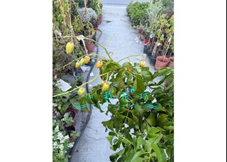 由 floragarden2017 (刊登 ID 1382092722，圖片 1) 提交，位於 的 (類別：)，說明：。