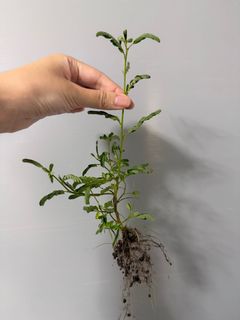 由 pog242526256809 (刊登 ID 1381916766，圖片 1) 提交，位於 的 (類別：)，說明：。