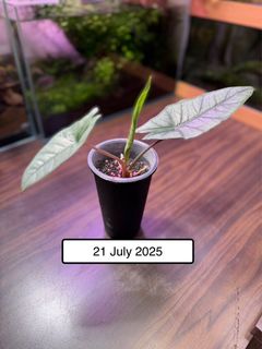 (Category: ) located in . Submitted by plantsnstuff (Listing ID 1378754886, Image 1). Description: .