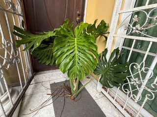 (Category: ) located in . Submitted by makendo (Listing ID 1381903919, Image 1). Description: .