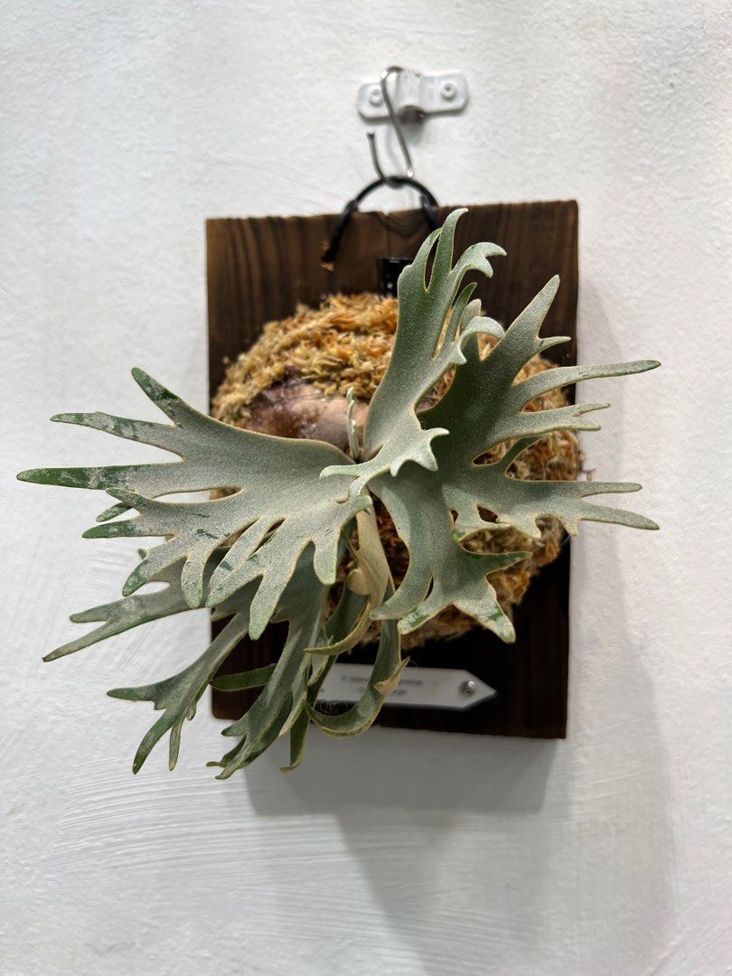 totoro spore トトロ YMDS totoro spore トトロ YMDS Studio Ghibli