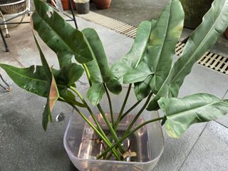 (Category: ) located in . Submitted by miloliew (Listing ID 1381942376, Image 1). Description: .