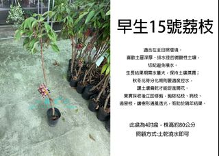 由 floragarden2017 (刊登 ID 1382150189，圖片 1) 提交，位於 的 (類別：)，說明：。