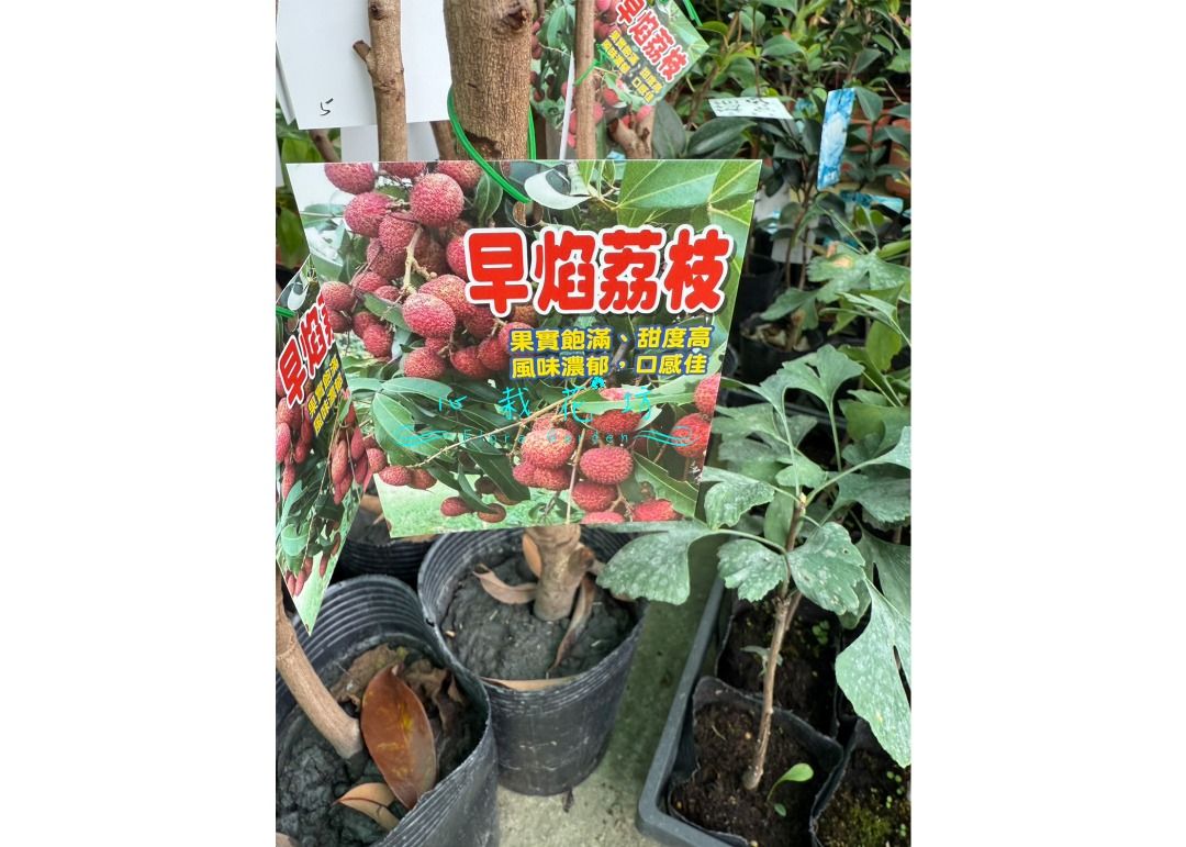 由 floragarden2017 (刊登 ID 1382149293，圖片 2) 提交，位於 彰化縣 (Changhua) 的 心栽花坊-早焰荔枝/荔枝/超取會斷頭會沒葉子接受才下訂/4吋/荔枝/高壓苗/水果苗/荔枝品種/售價700特價600 (類別：盆栽)，說明：。
