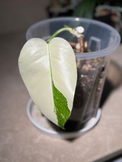 （分類：）位於 。 由 ml412 提交（商品編號 1382251505，圖片 1）。簡介： 。