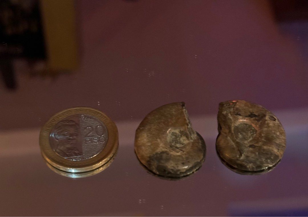 Ammonite Fossil paired (Category: Everything Else Others) located in Mandaluyong City. Submitted by believe_infinity888 (Listing ID 1382166047, Image 3). Description: ✨ Unearth ancient energy with this set of 2 fossilized shell stones — each piece a natural relic from the ocean’s memory. Polished to reveal stunning shell patterns and grounding tones, these fossils carry the wisdom of time, making them perfect for collectors, meditation, or earthy