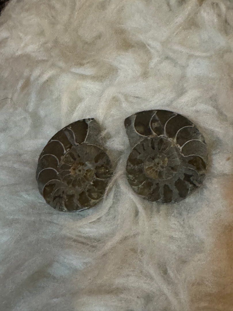 Ammonite Fossil paired (Category: Everything Else Others) located in Mandaluyong City. Submitted by believe_infinity888 (Listing ID 1382166047, Image 2). Description: ✨ Unearth ancient energy with this set of 2 fossilized shell stones — each piece a natural relic from the ocean’s memory. Polished to reveal stunning shell patterns and grounding tones, these fossils carry the wisdom of time, making them perfect for collectors, meditation, or earthy