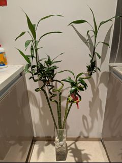 （分類：）位於 。 由 dbw.32 提交（商品編號 1382246571，圖片 1）。簡介： 。
