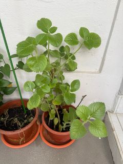 (Category: ) located in . Submitted by muthu1015 (Listing ID 1382190884, Image 1). Description: .