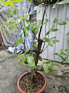 （分類：）位於 。 由 johnny_0131 提交（商品編號 1376120515，圖片 1）。簡介： 。