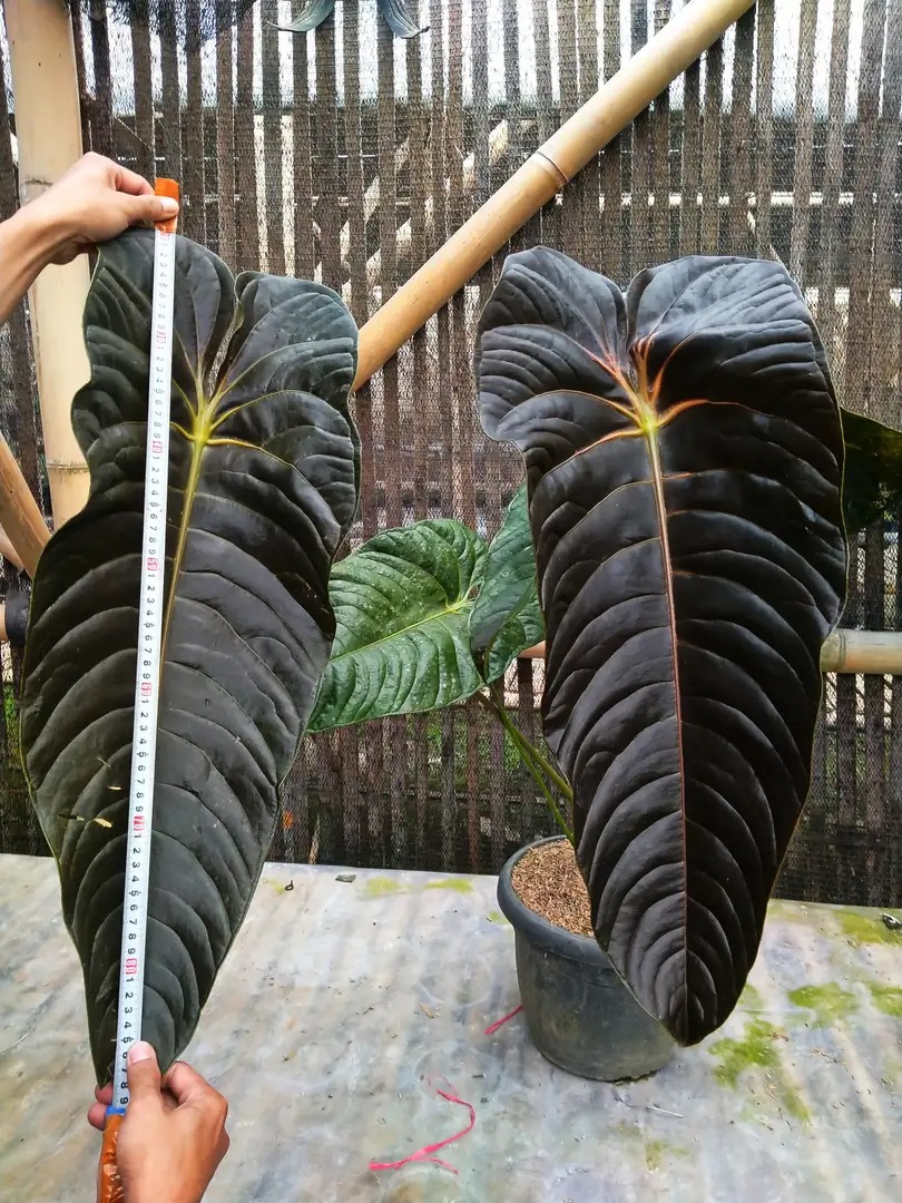 anthurium black　veitchii