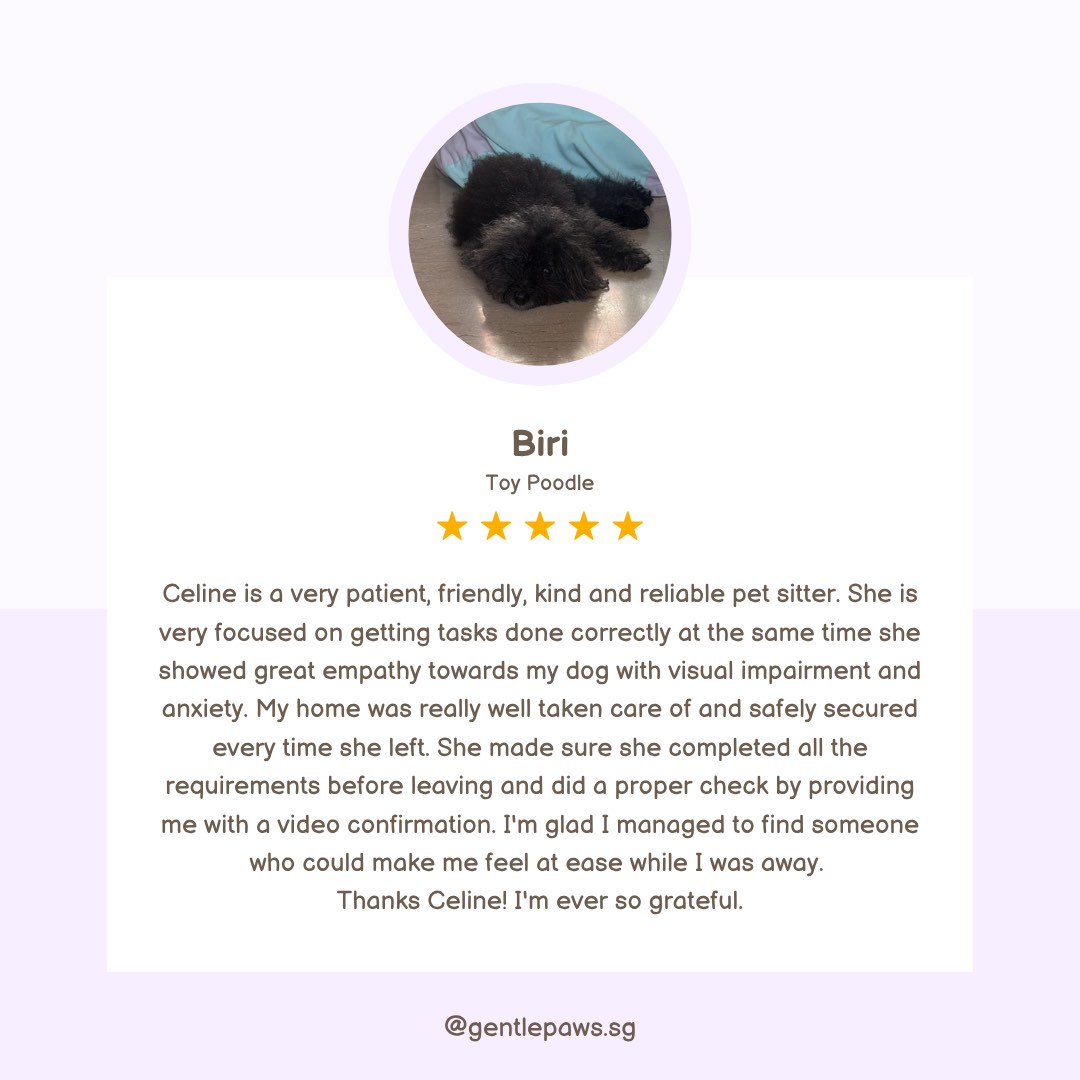 (Category: ) located in . Submitted by gentlepaws.sg (Listing ID 1382467072, Image 1). Description: .