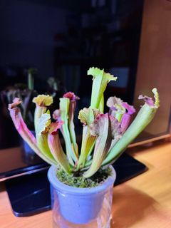 （分類：）位於 。 由 elemenx 提交（商品編號 1382461652，圖片 1）。簡介： 。
