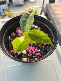 (Category: ) located in . Submitted by plant_guy (Listing ID 1382608846, Image 1). Description: .