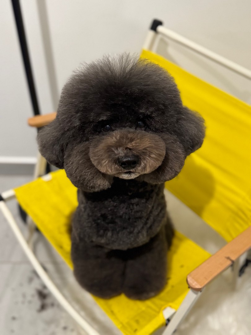 (Category: ) located in . Submitted by theyellowgroomer (Listing ID 1364806774, Image 1). Description: .