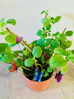 (Category: ) located in . Submitted by iloveplantdecor (Listing ID 1382607557, Image 1). Description: .